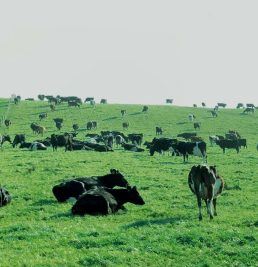 serviços agropecuários vivergrass